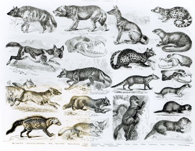 Carnivorous Animals by English School